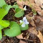 Viola blanda Leaf