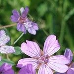 Geranium pyrenaicumFlor