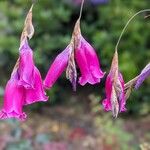 Dierama pulcherrimum Flower