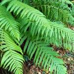 Dryopteris filix-mas ശീലം