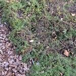 Thymus longicaulis 形態