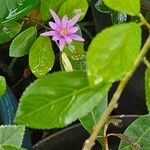 Grewia occidentalis Flower