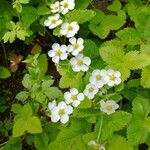 Fragaria moschata Flower