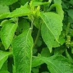 Ocimum gratissimum Ліст