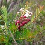 Gaultheria myrsinoides Plod