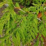 Thuja plicata 葉