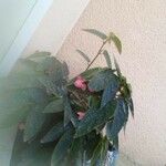 Begonia coccinea Leaf