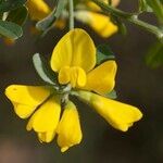 Genista monspessulana Blüte