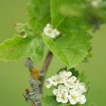 Crataegus maximowiczii Flor