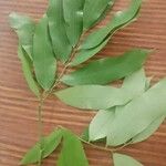 Hylodendron gabunense Hoja