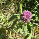 Trifolium alpestre Flor