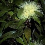 Syzygium jambos Cvet