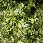 Chromolaena odorata Otro