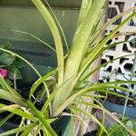 Billbergia nutans Blüte