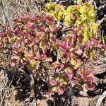 Aeonium goochiae Hoja