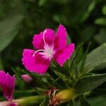 Dianthus barbatus Flor