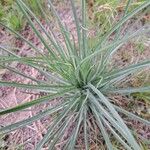 Asphodeline lutea برگ