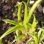 Hemerocallis citrina পাতা