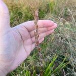 Philydrum lanuginosum Fruit