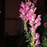 Antirrhinum majusКветка