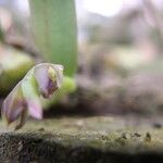 Bulbophyllum carnosisepalum
