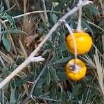Solanum elaeagnifolium Fruit