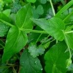 Stellaria aquatica Foglia