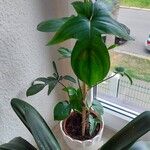 Philodendron pedatum Лист