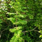 Metasequoia glyptostroboides برگ