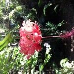 Hibiscus schizopetalus 花