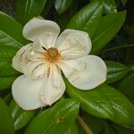 Magnolia virginiana L.Квітка