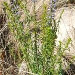 Anarrhinum bellidifolium Habitus