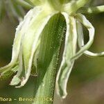 Laserpitium halleri Fruit