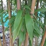 Phyllostachys mannii Ліст