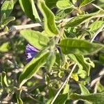 Lycianthes lycioides Leaf