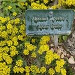 Alyssum alpestre Blüte