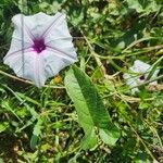 Ipomoea mombassana Liść