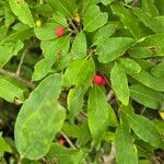 Ilex mucronata Frucht