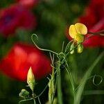 Lathyrus annuus Flower