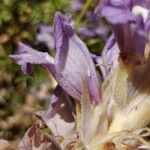Phelipanche purpurea Floare