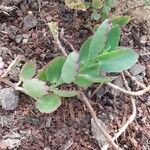 Kalanchoe fedtschenkoi Foglia