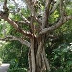 Ficus racemosa Habit