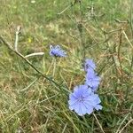 Cichorium endiviaKvět