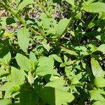 Phytolacca octandra Hoja
