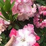 Rhododendron maximum Kukka