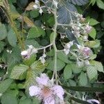 Rubus questieri Flower