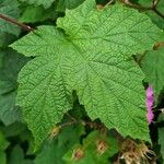 Rubus odoratus Blatt