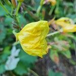 Oenothera × fallax Annet