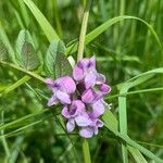 Vicia sepiumKvet