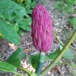 Magnolia tripetala Fruitua